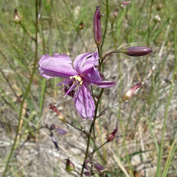 Chocolate Lily