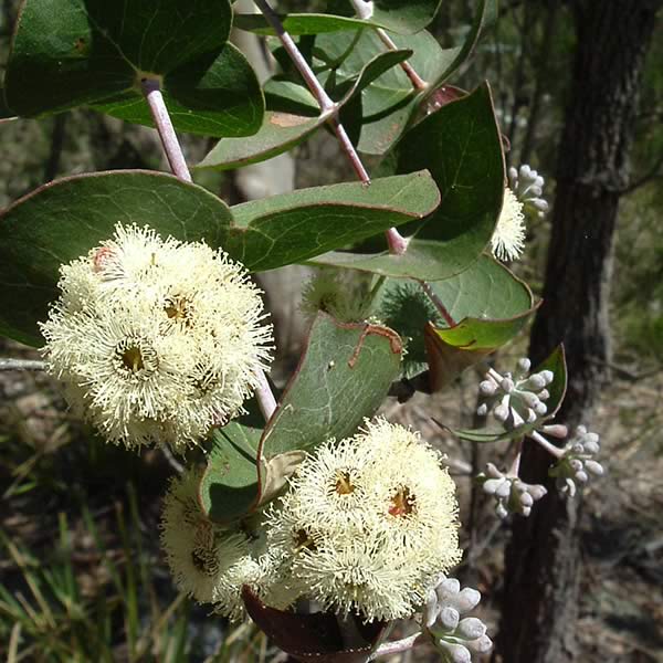 Risdon Peppermint