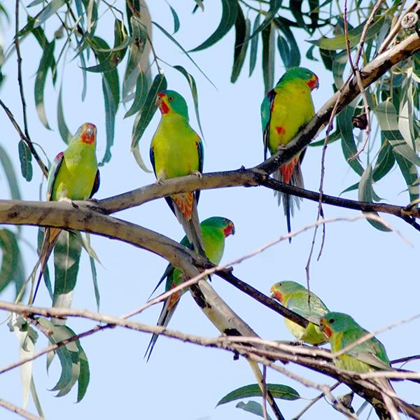 Swift Parrot